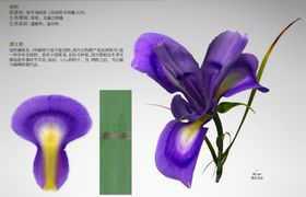  C4D模型  鸢尾花