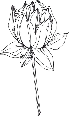 白描植物