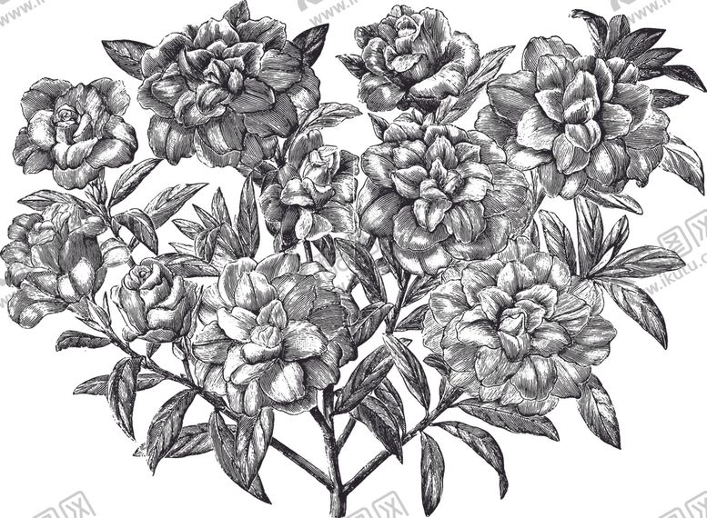 编号：76604110181633338344【酷图网】源文件下载-线描植物