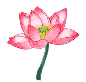 红色莲花手绘大图