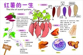 红薯的一生