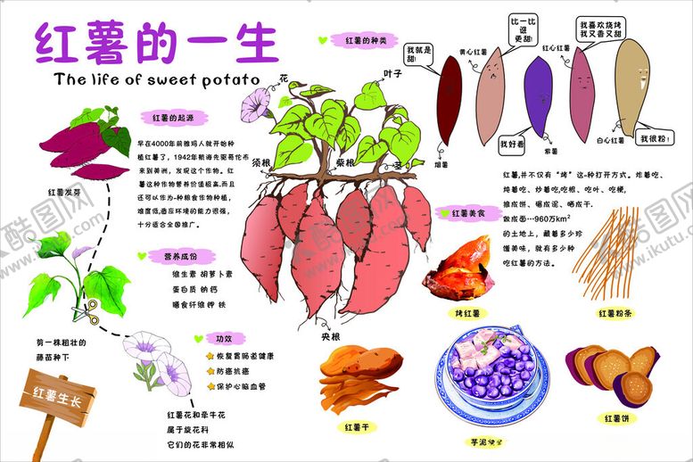 编号：61703404030628016207【酷图网】源文件下载-红薯的一生