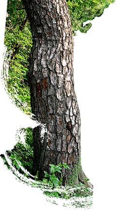 木纹