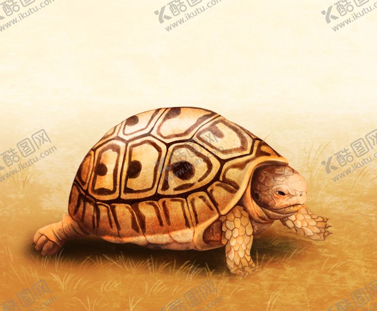 编号：85926409141528532533【酷图网】源文件下载-手绘老乌龟高清