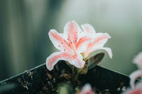 百合花摄影草植物自然景观