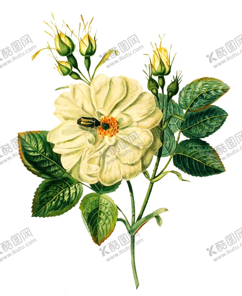 编号：97549106180505006789【酷图网】源文件下载-复古鲜花主题装饰图案
