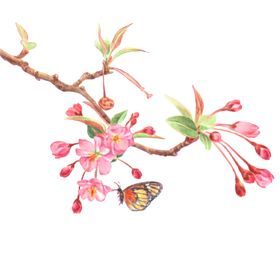 花朵花枝花蕾蝴蝶古风插画卡通