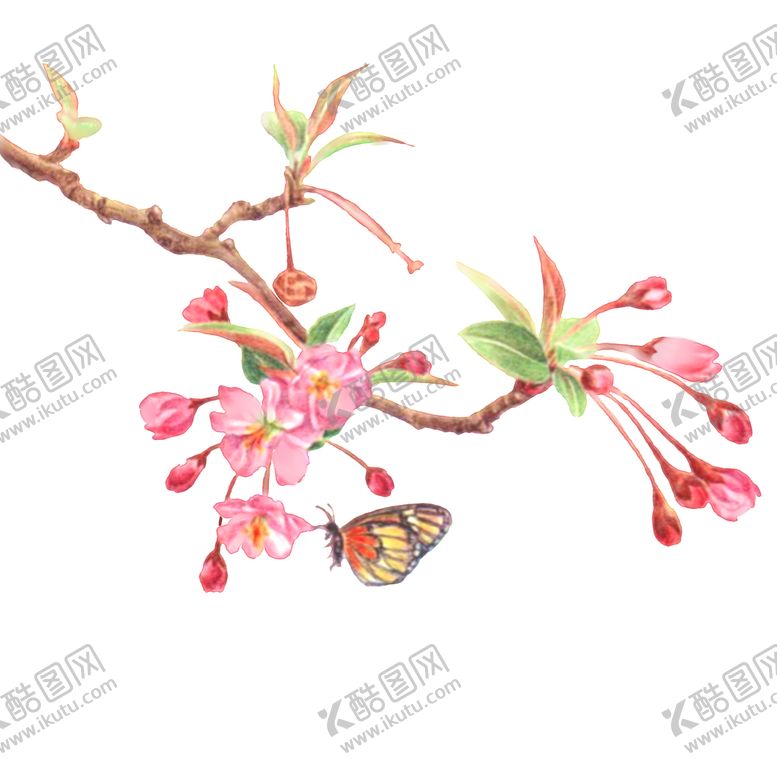 编号：98076009201415491232【酷图网】源文件下载-花朵花枝花蕾蝴蝶古风插画卡通
