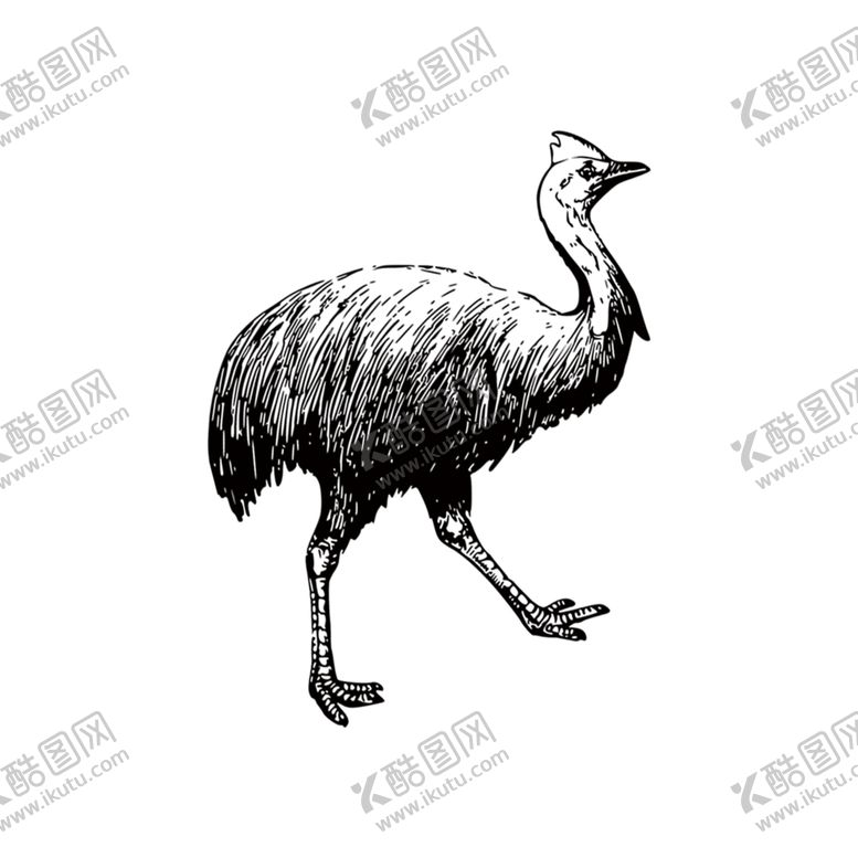 编号：77209209250802181122【酷图网】源文件下载-鸵鸟素材