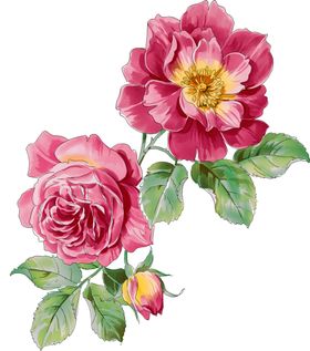 手绘花素材