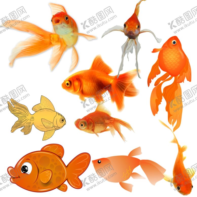 编号：54036509210111439825【酷图网】源文件下载-金鱼png免扣高清素材
