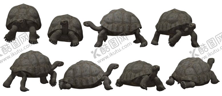 编号：66985010311203502823【酷图网】源文件下载-乌龟