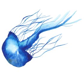 海洋生物系列水母