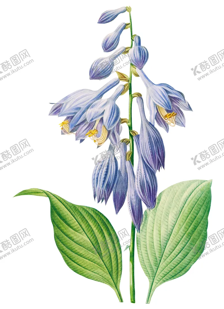 紫萼手绘插图素材布艺