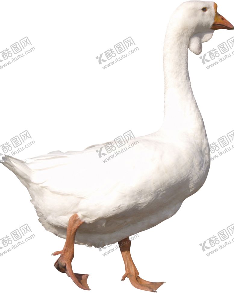 编号：65014704161935106799【酷图网】源文件下载-鸭子
