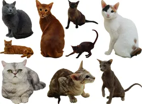 猫png免扣高清素材