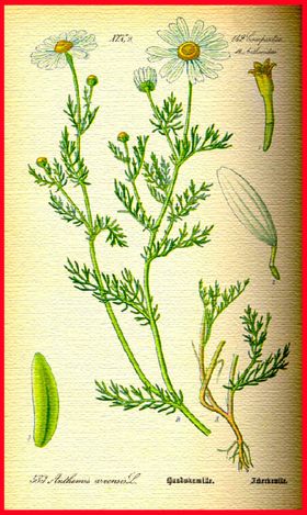 野菊花