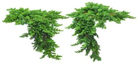 免扣植物素材图片