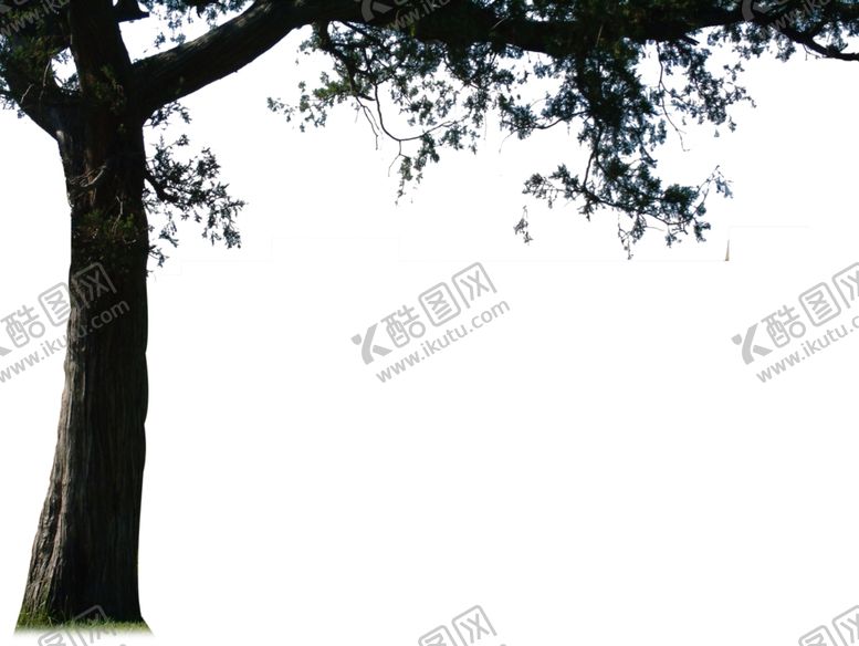 编号：11345607131322023006【酷图网】源文件下载-前景树