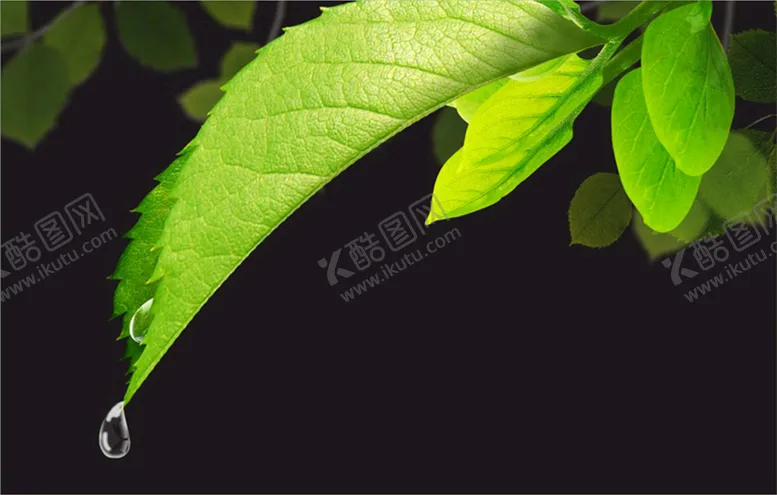 编号：81297410092139021037【酷图网】源文件下载-绿色叶片免抠水滴