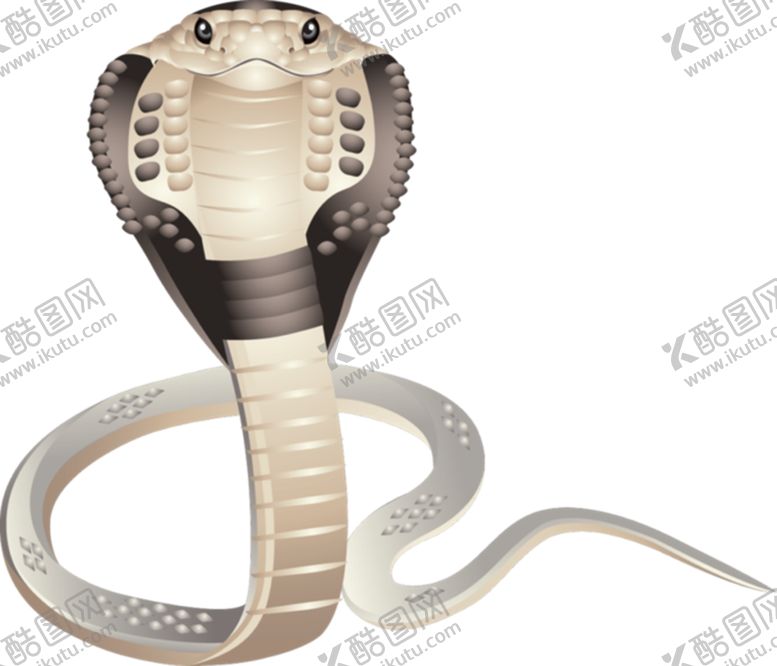 编号：80336109251249515168【酷图网】源文件下载-眼镜蛇