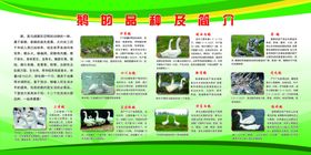 鹅的品种及简介
