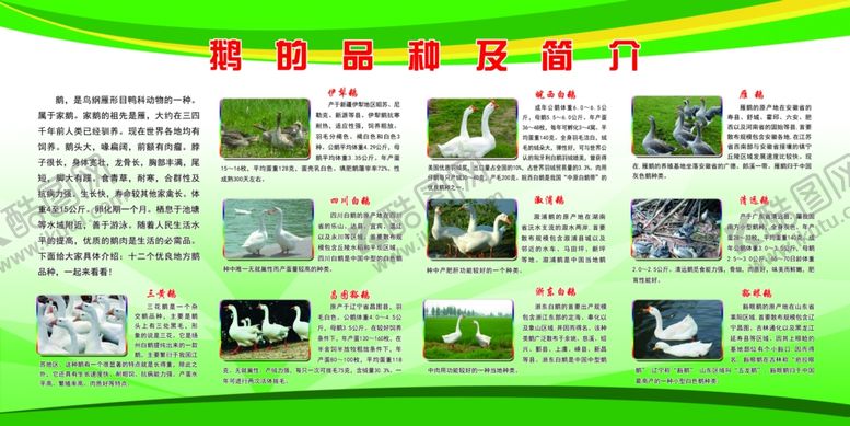 编号：47698510290129585615【酷图网】源文件下载-鹅的品种及简介