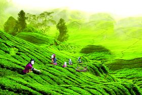 茶叶茶文化茶叶素材