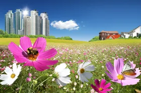 风景鲜花