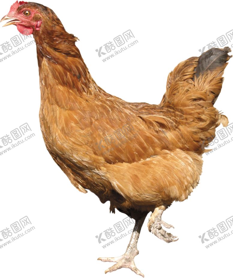 编号：54654006250700484585【酷图网】源文件下载-鸡鸡舍动物公鸡母鸡野