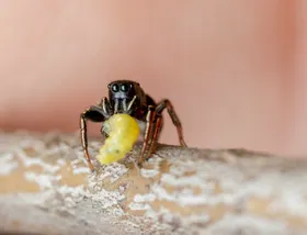 蜘蛛生物世界网虫类