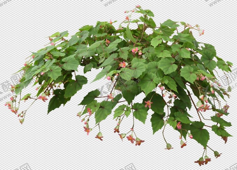编号：48094605090005243576【酷图网】源文件下载-透明底植物