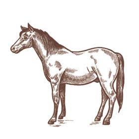 家养动物主题插画