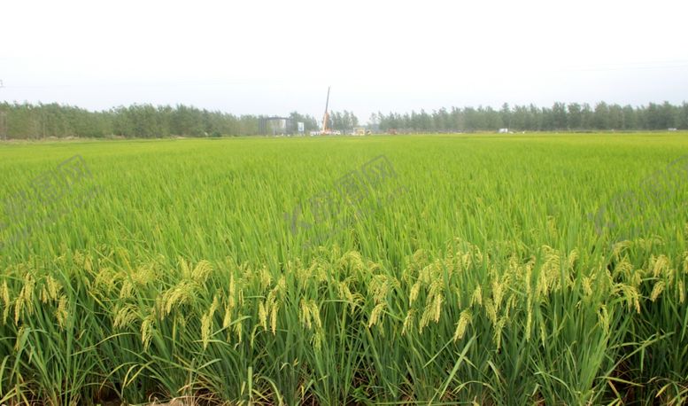 编号：33030709101148024571【酷图网】源文件下载-水稻