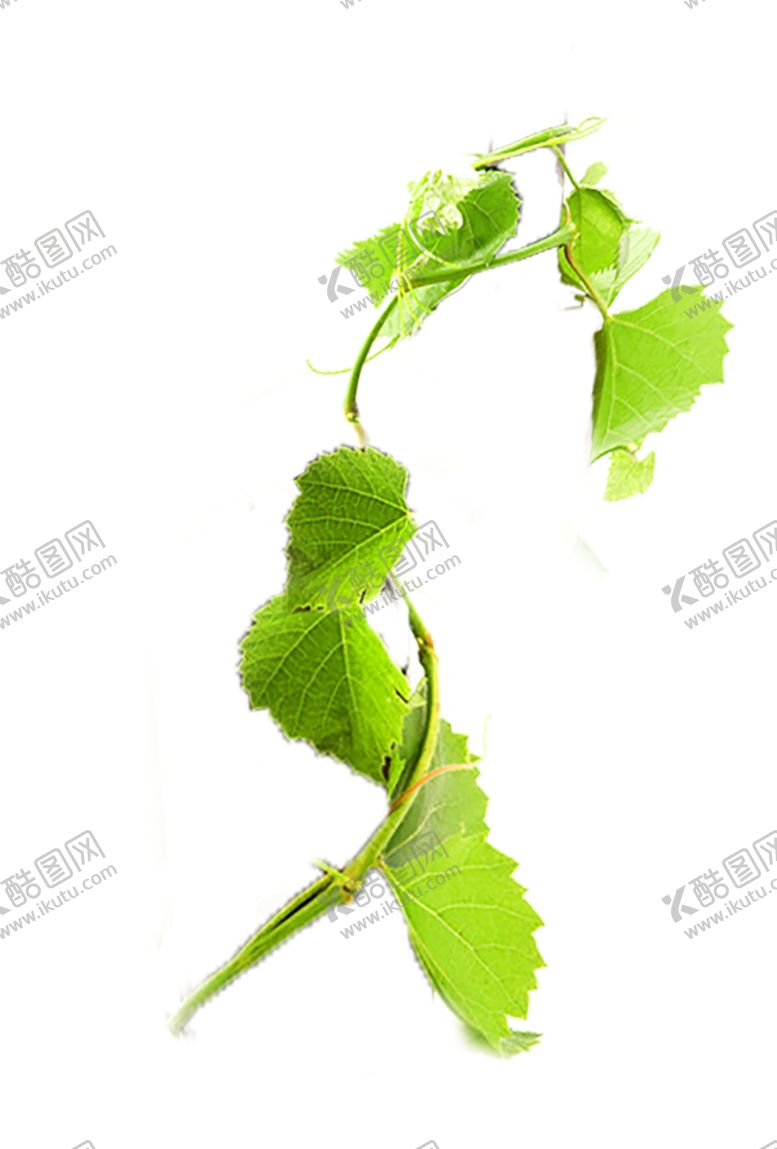 编号：11871409211403421349【酷图网】源文件下载-绿色植物