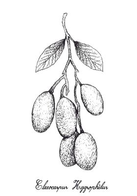 白描水果