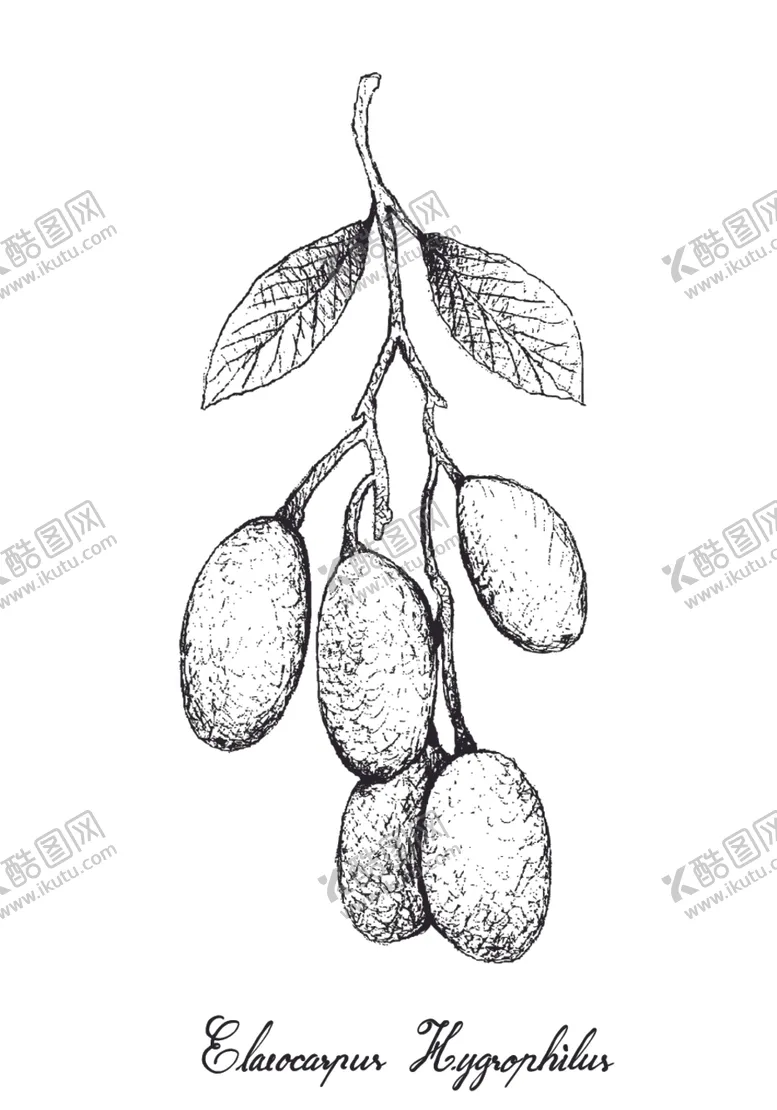 编号：13021206251419291709【酷图网】源文件下载-白描水果