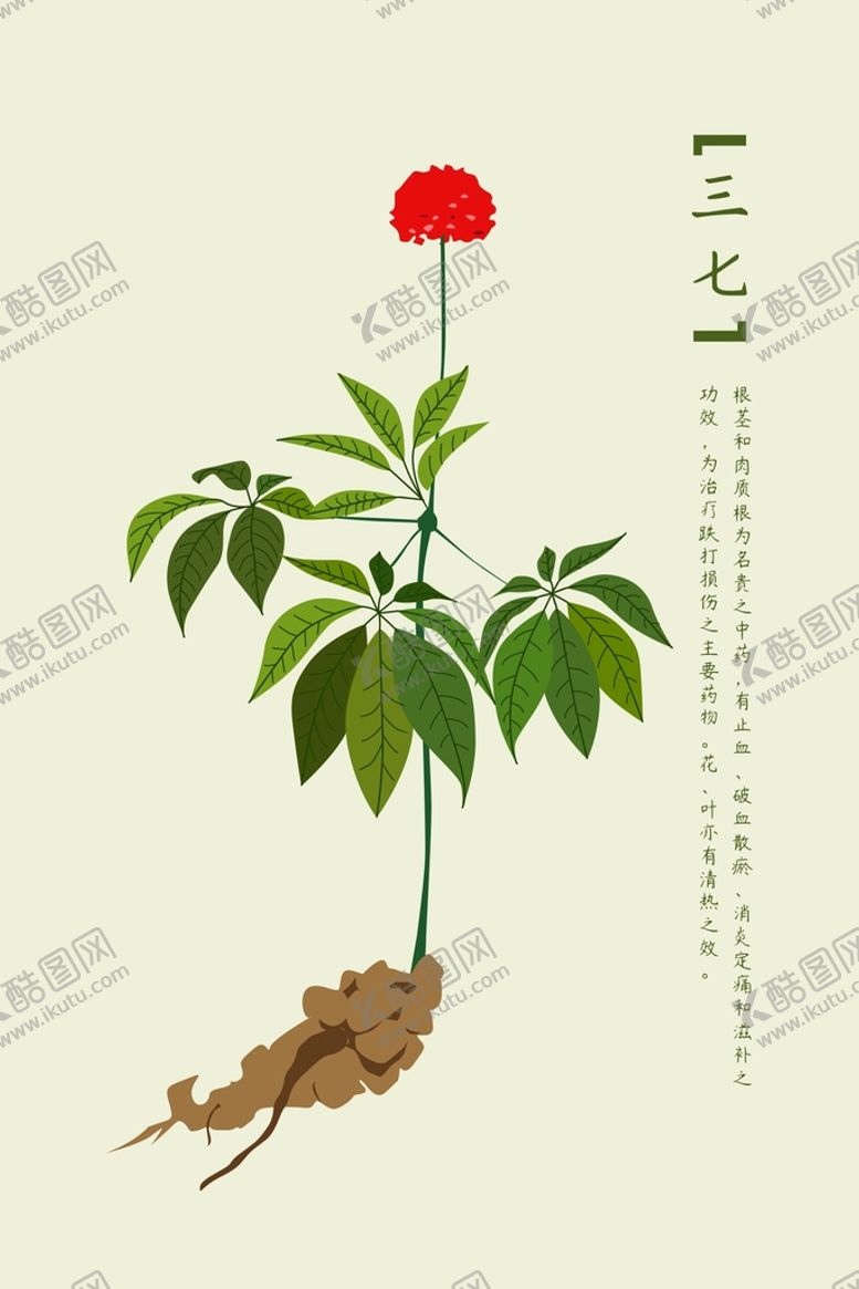 编号：51857601181720518747【酷图网】源文件下载-中药三七