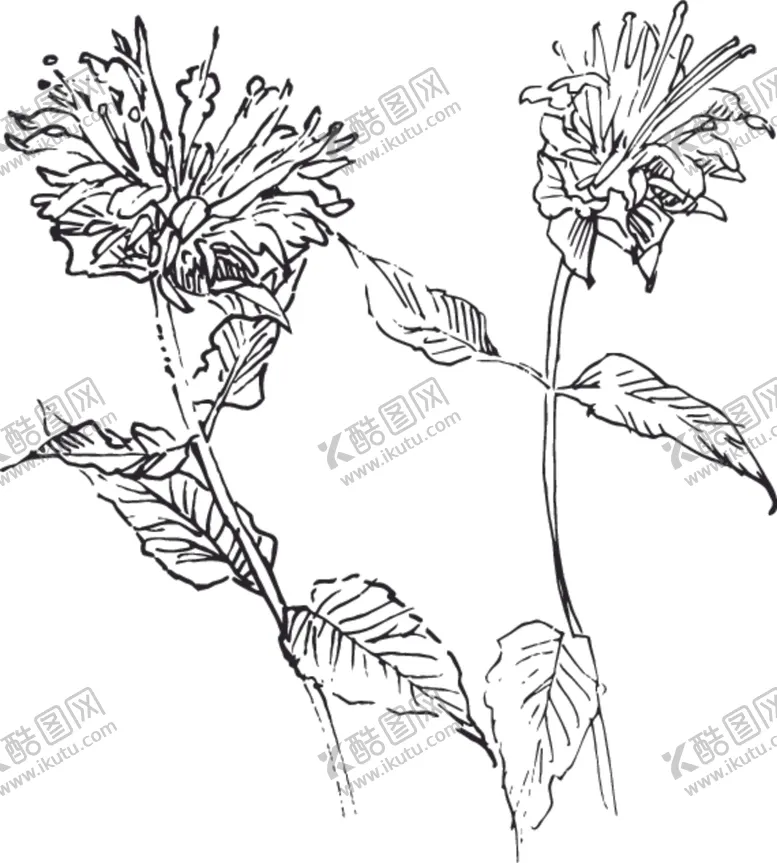 编号：10049806290809561053【酷图网】源文件下载-素描鲜花