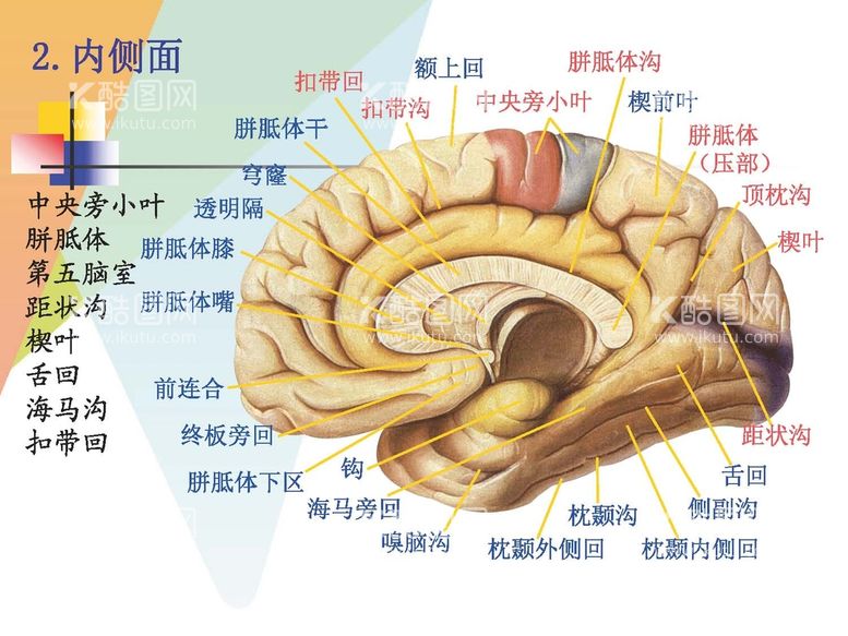 编号：40258611250230434186【酷图网】源文件下载-大脑解剖图