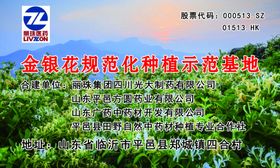 金银花公司简介