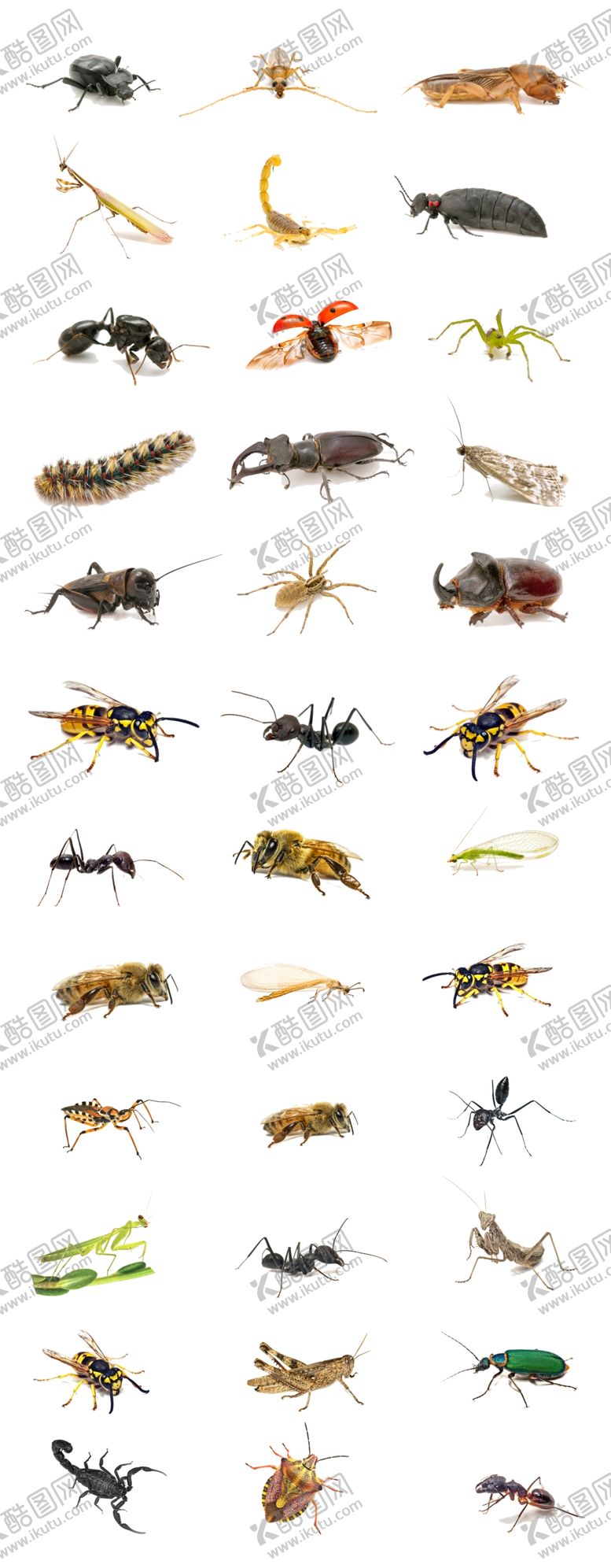 编号：43223610181445175638【酷图网】源文件下载-昆虫高清分成PSD合集