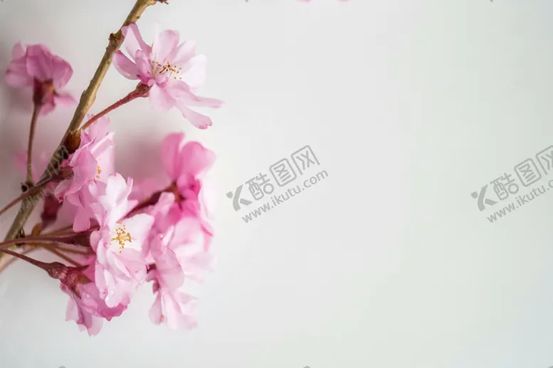 编号：42202301132018479356【酷图网】源文件下载-樱花