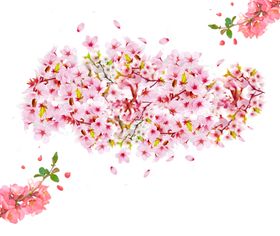 樱花