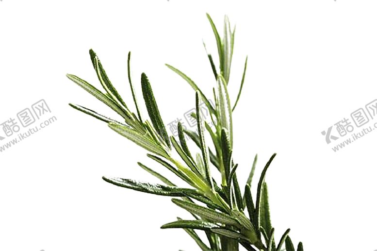 编号：73286307041104356765【酷图网】源文件下载-植物