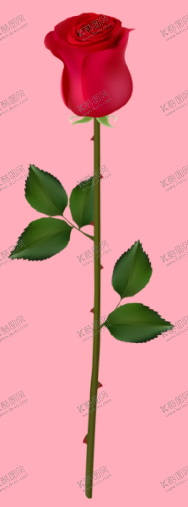 编号：63498109141748441587【酷图网】源文件下载-玫瑰花