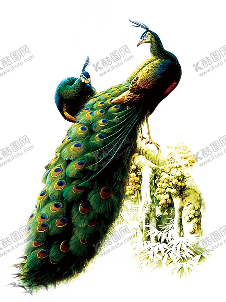 编号：89619207010712391152【酷图网】源文件下载-孔雀