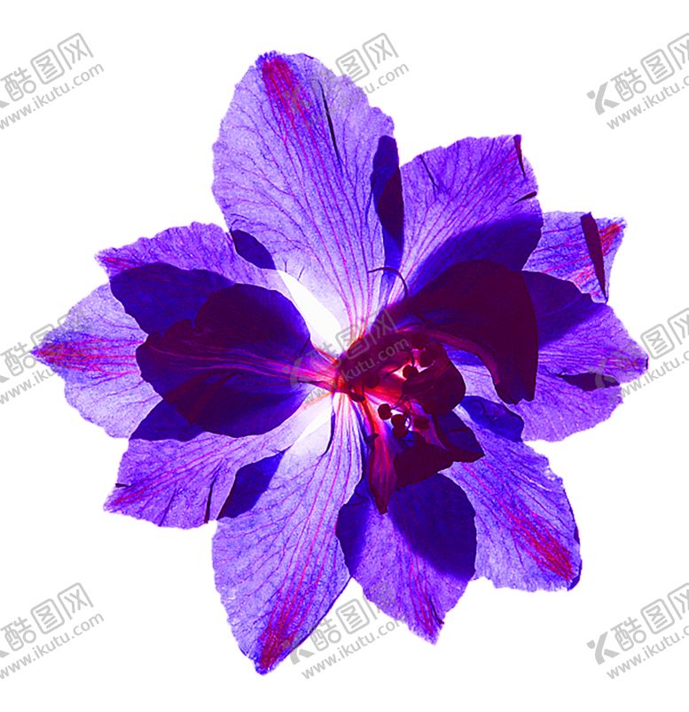 编号：26610305190917082706【酷图网】源文件下载-鲜花装饰