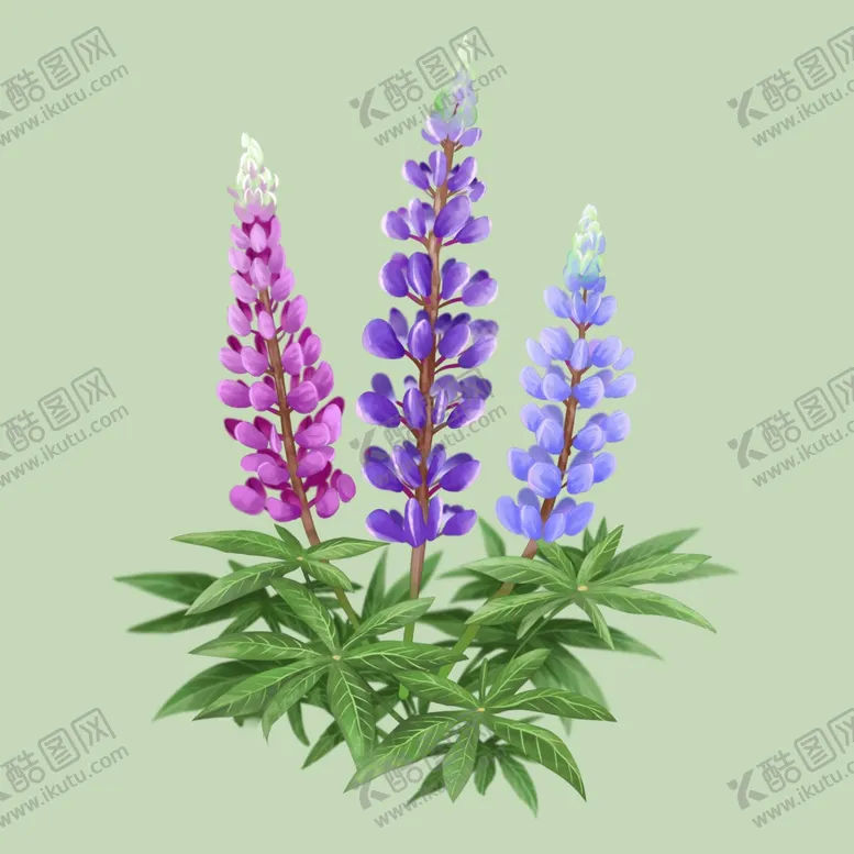 编号：48163406270920295759【酷图网】源文件下载-美丽羽扇豆花插画