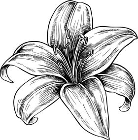 花蕊素描图片
